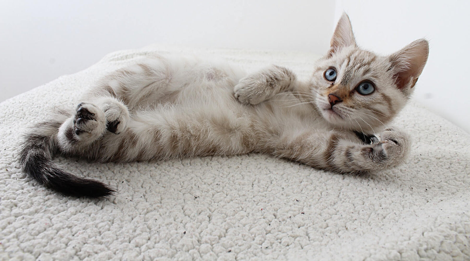 Best Cat Supplies, Cat Accessories and Matching Cat Lover Products Online – Catiqo.com-Photo by Anel Rossouw from Pexels